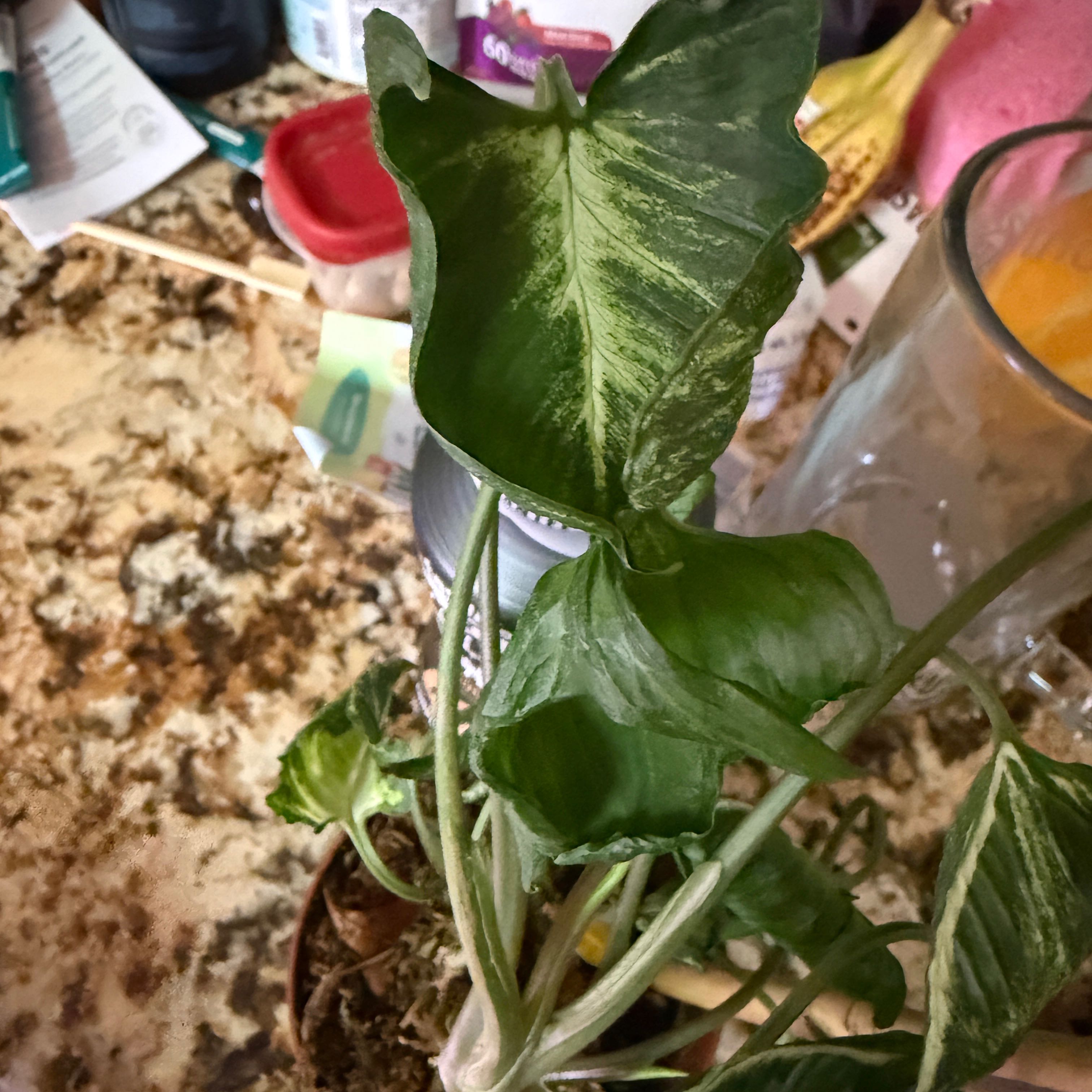Photo of the plant species Syngonium Godzilla by @Lexyfreak named Godzilla on Greg, the plant care app
