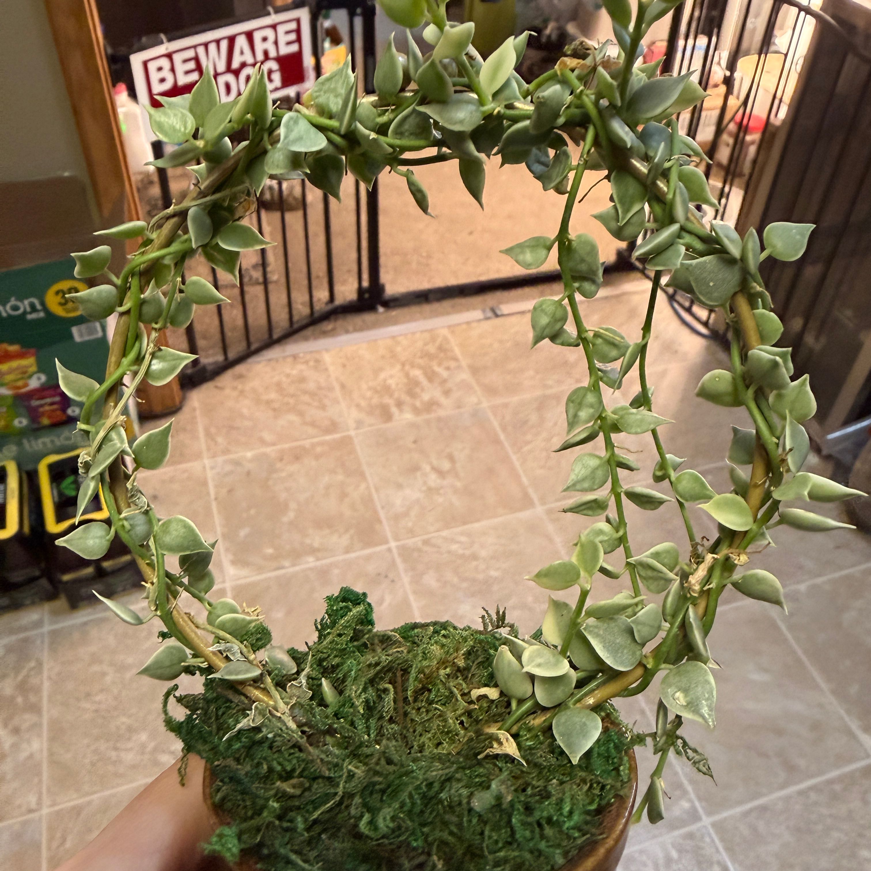 Photo of the plant species Million Hearts Dischidia by @Lexyfreak named Plantapuss on Greg, the plant care app