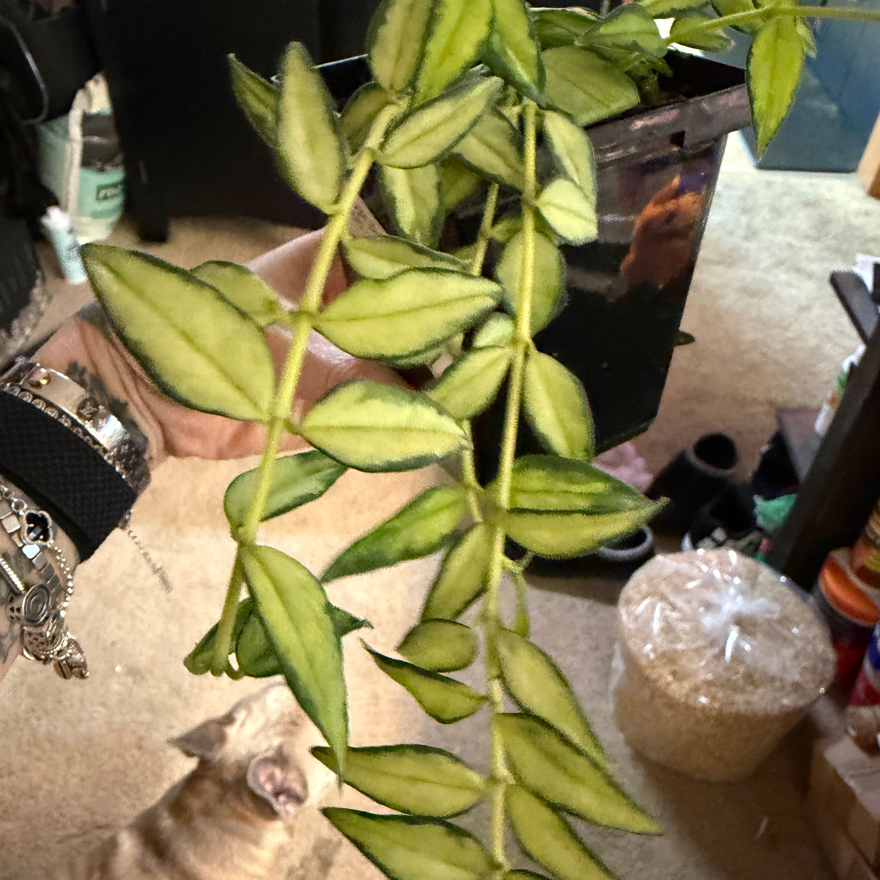 Photo of the plant species Hoya Bella Luis Bois by @Lexyfreak named Luis on Greg, the plant care app