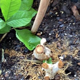 Photo of the plant species Cacao Tree by @HotThumbcactus named Harry on Greg, the plant care app