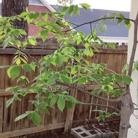 Photo of the plant species Box Elder by @HotThumbcactus named Spike Leaves on Greg, the plant care app