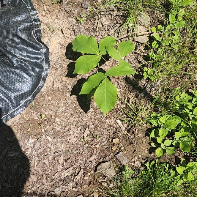 Photo of the plant species Shagbark Hickory by @DandyHemlock46 named Kobe on Greg, the plant care app