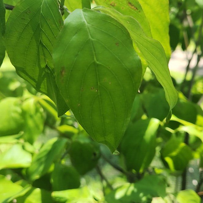 Photo of the plant species Cornelian Cherry by @DandyHemlock46 named Austen on Greg, the plant care app