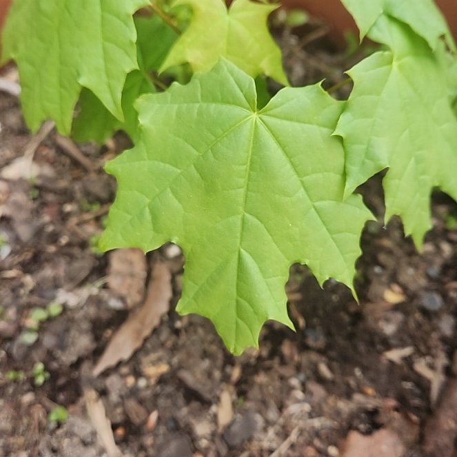 Photo of the plant species Norway Maple by @DandyHemlock46 named Xena on Greg, the plant care app