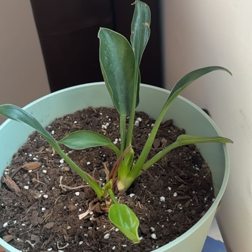 Photo of the plant species Philodendron 'Eva' by @IconWhiteviolet named Gomez on Greg, the plant care app