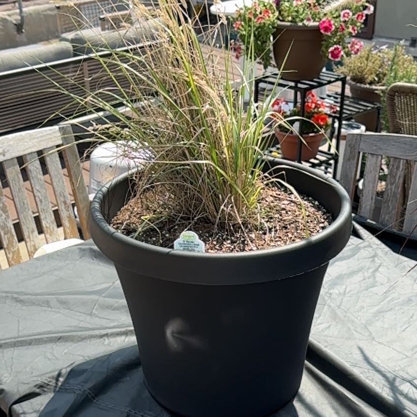 Photo of the plant species Feather Reed Grass 'Karl Foerster' by @IconWhiteviolet named Emerson on Greg, the plant care app