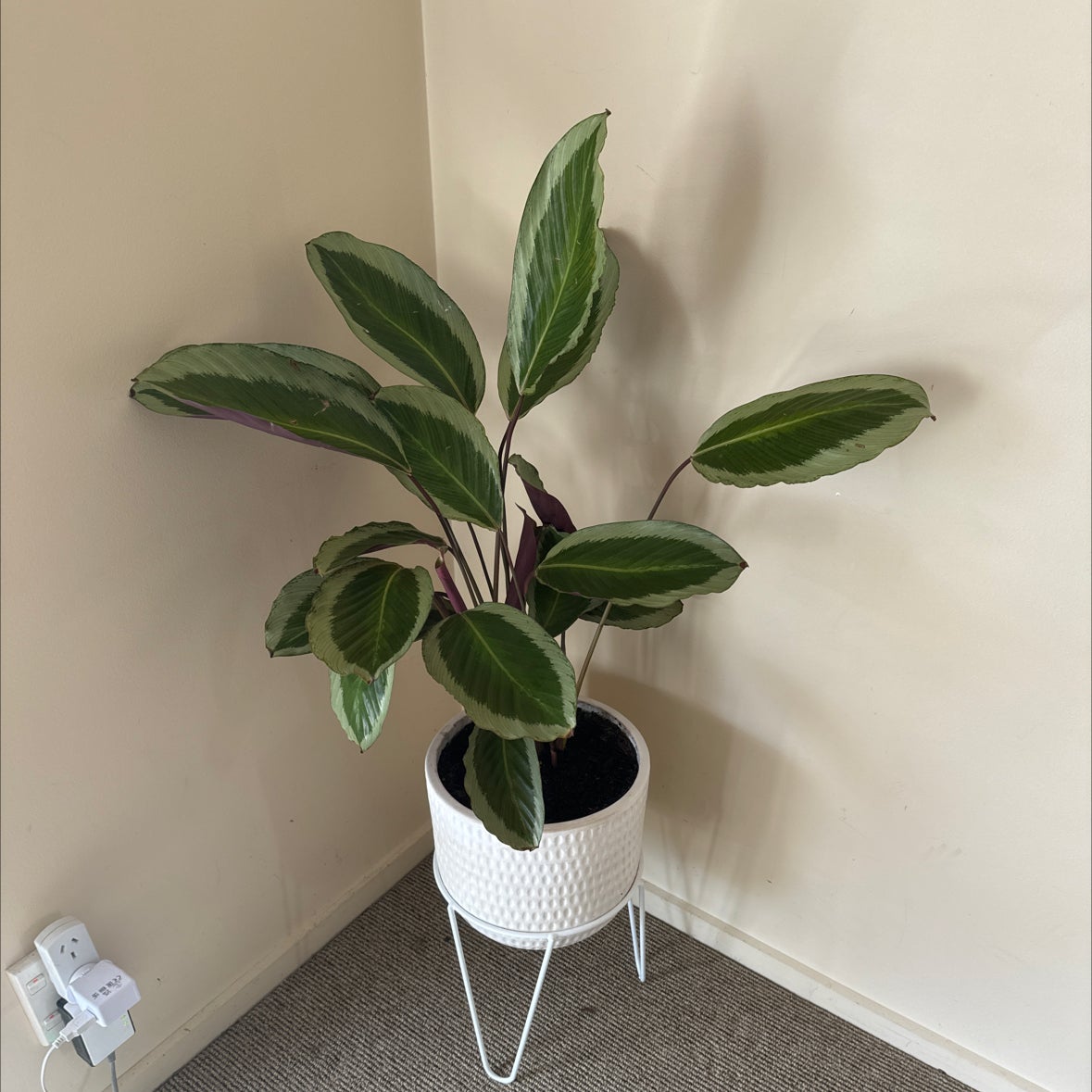 Photo of the plant species Calathea Bicajoux® 'Cobra Pink' by @PureSilverblush named Coby on Greg, the plant care app