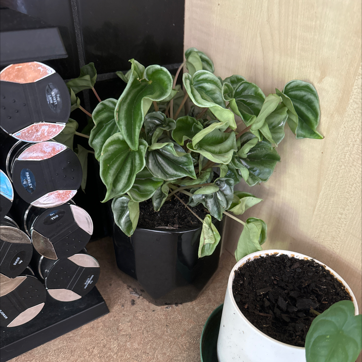 Photo of the plant species peperomia wavy gravy by @PureSilverblush named Shakira on Greg, the plant care app