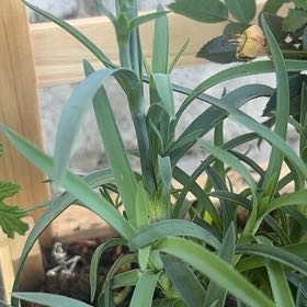 Photo of the plant species Border Carnation by Marvin named Taylor Swift on Greg, the plant care app