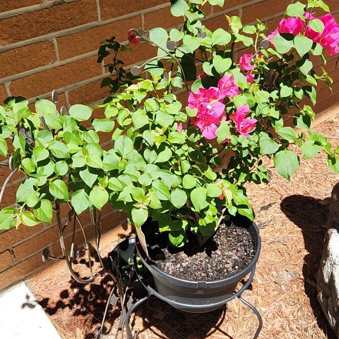 Photo of the plant species Barbara Karst Bougainvillea by @ZestScallions named Rihanna on Greg, the plant care app