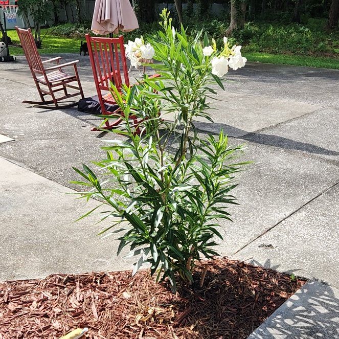 Photo of the plant species Oleander by @ZestScallions named Messi on Greg, the plant care app