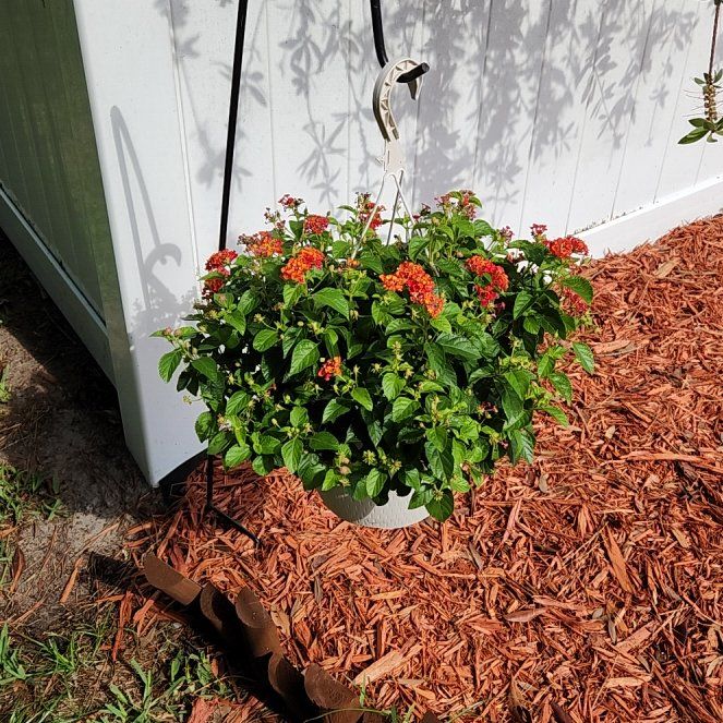 Photo of the plant species Lantana by @ZestScallions named Hemingway on Greg, the plant care app