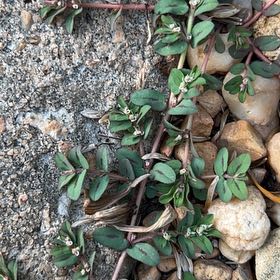 Photo of the plant species Purple Spurge by @ComicFirecroton named Navajo on Greg, the plant care app