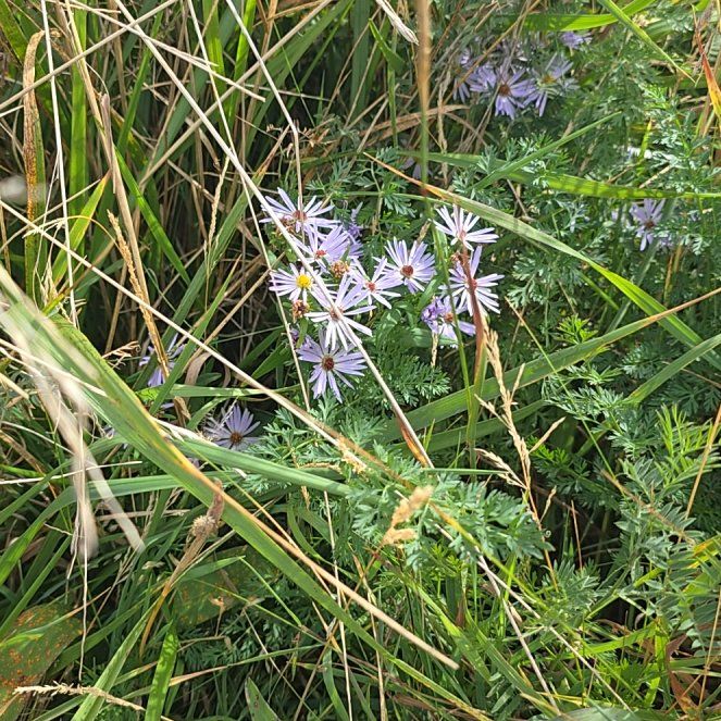 Photo of the plant species Garden Aster by @SteamyPossumhaw named Curie on Greg, the plant care app