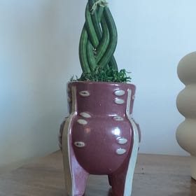 Photo of the plant species Braided Snake Plant, Mother-in-laws Tongue by @PetCallerypear named Harmon on Greg, the plant care app