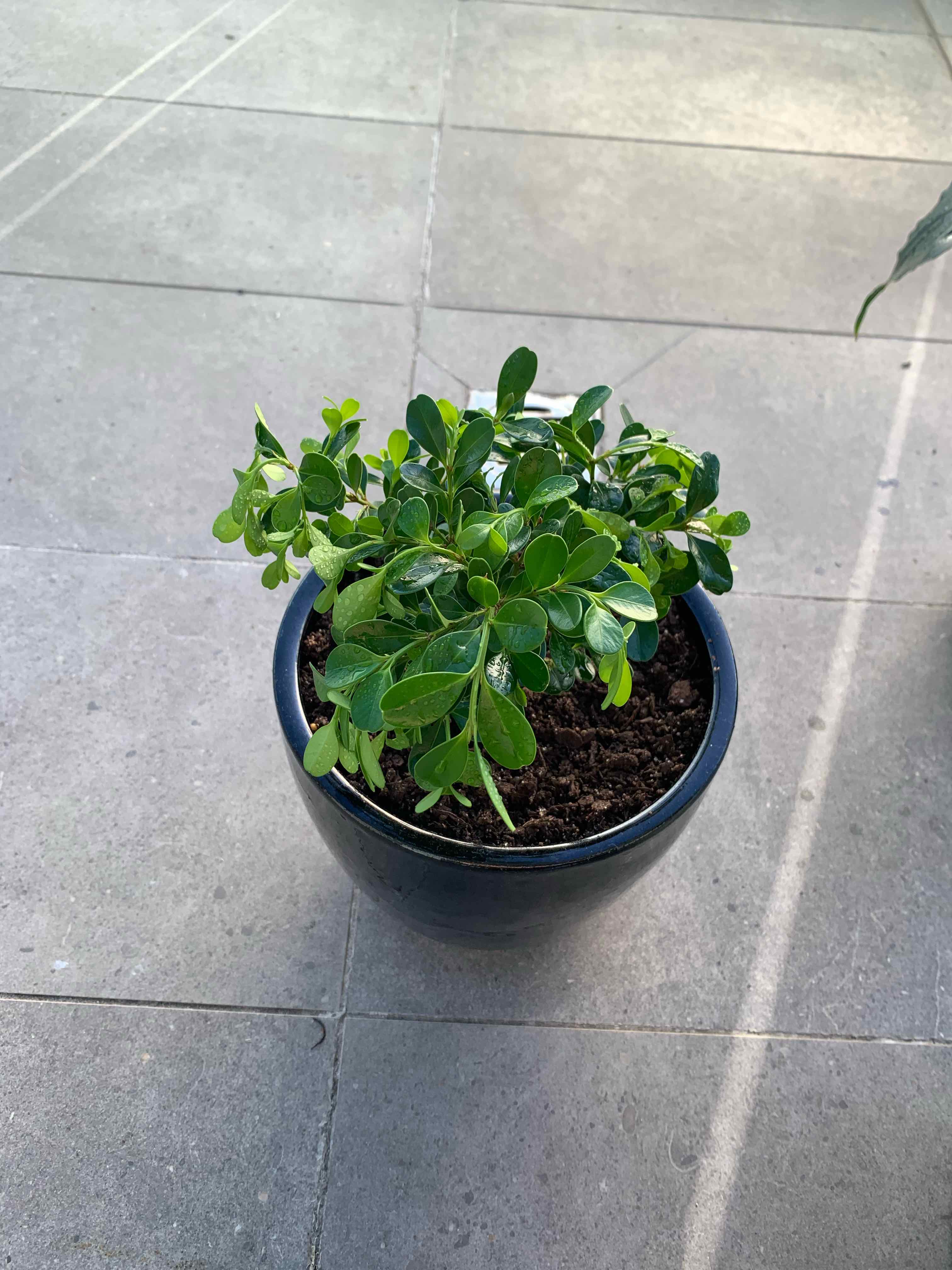 Photo of the plant species Buxus microphylla by @KineticCalethea named Vessel on Greg, the plant care app