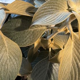 Photo of the plant species Persian Shield by @KineticCalethea named Gaga on Greg, the plant care app