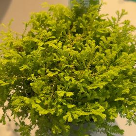 Plant care for Potatoe on Greg, the plant care app