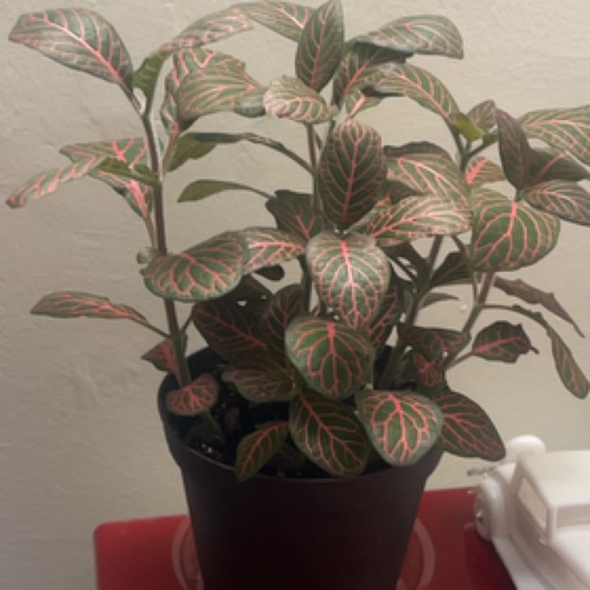 Photo of the plant species red vein by @HipPhilodendron named Beckham on Greg, the plant care app