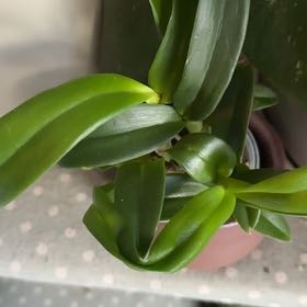Photo of the plant species Dendrobium Phalaenopsis by Charley named Taylor Swift on Greg, the plant care app