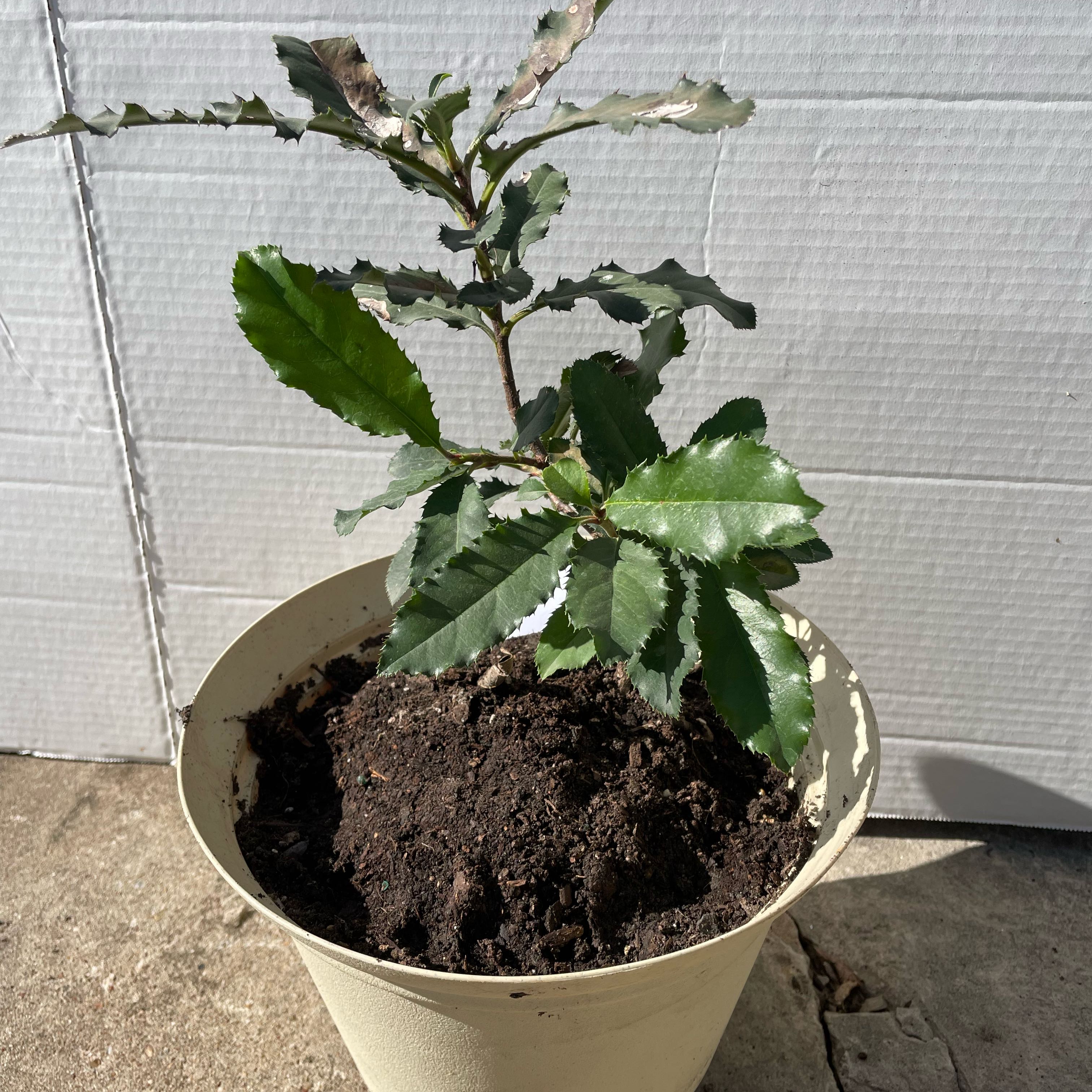 Photo of the plant species Chinese Photinia by @UnafraidPetunia named Keanu Leaves on Greg, the plant care app