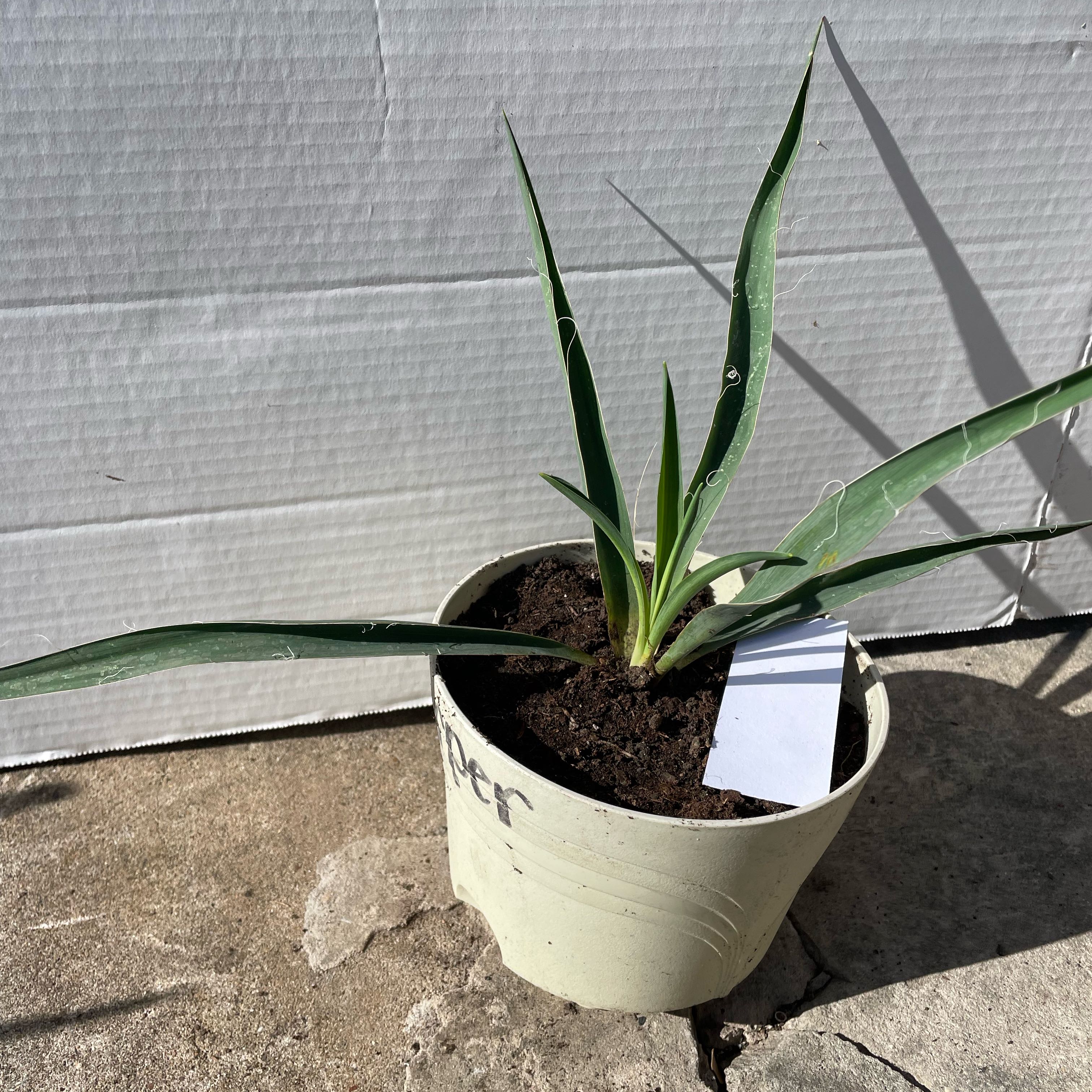 Photo of the plant species Succulent by @UnafraidPetunia named Achilles on Greg, the plant care app