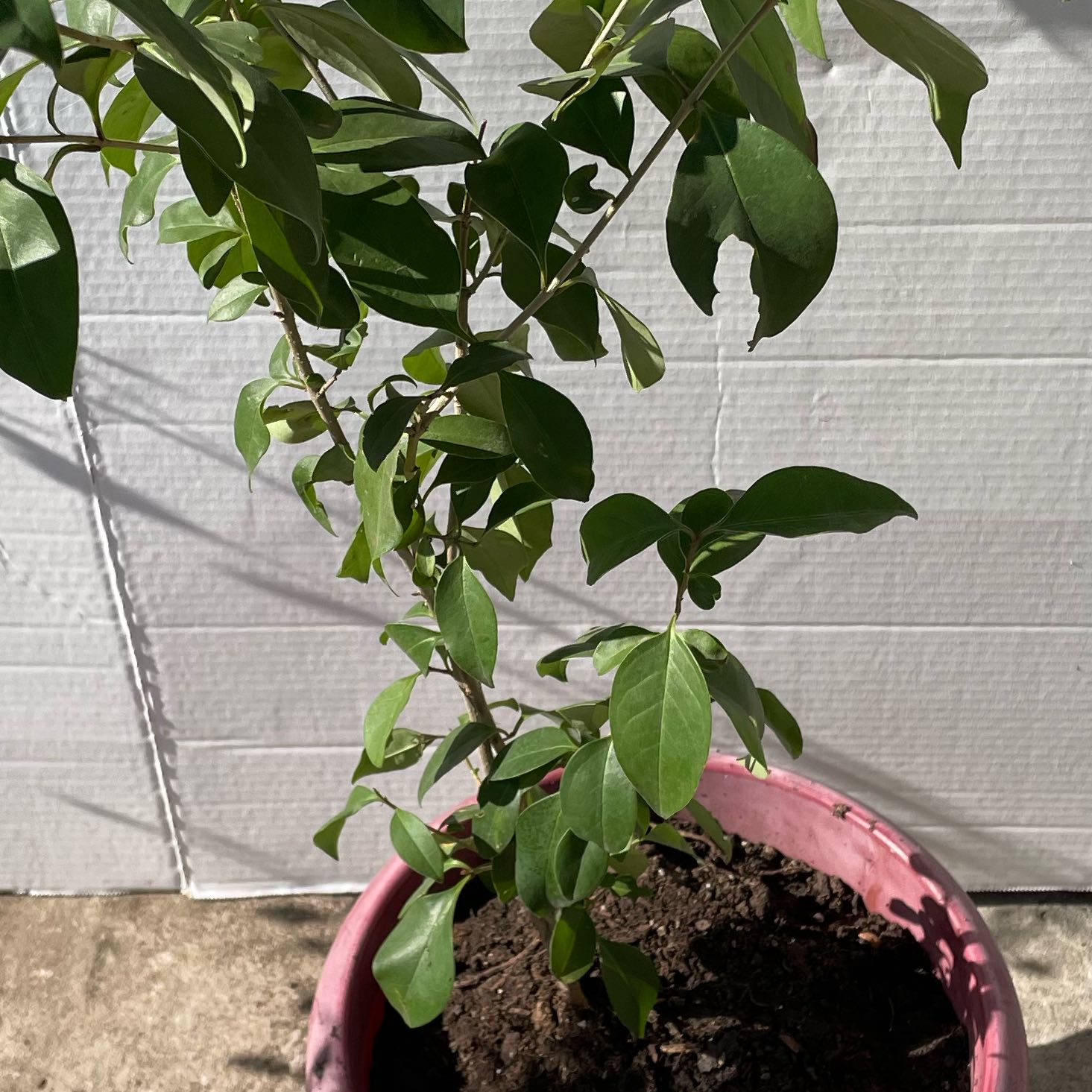 Photo of the plant species Japanese Privet by @UnafraidPetunia named Harmony on Greg, the plant care app