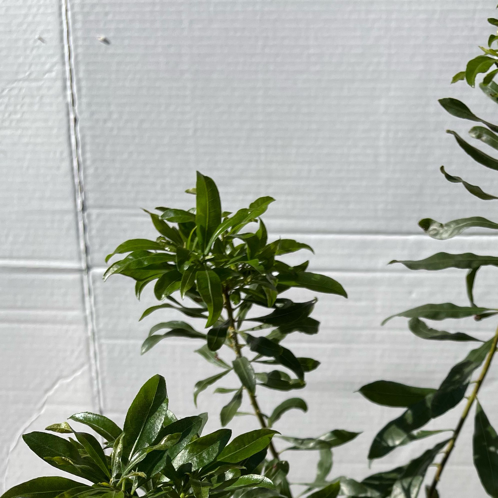 Photo of the plant species Wax Myrtle by @UnafraidPetunia named Leaf Erickson on Greg, the plant care app