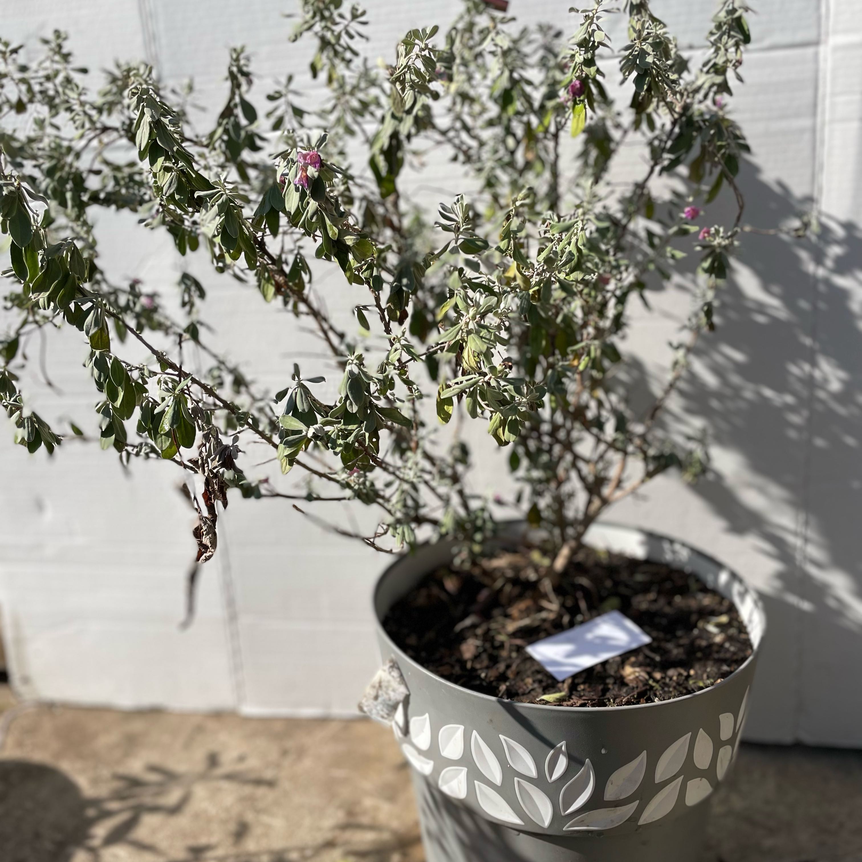 Photo of the plant species Texas Sage by @UnafraidPetunia named Treeyoncé on Greg, the plant care app