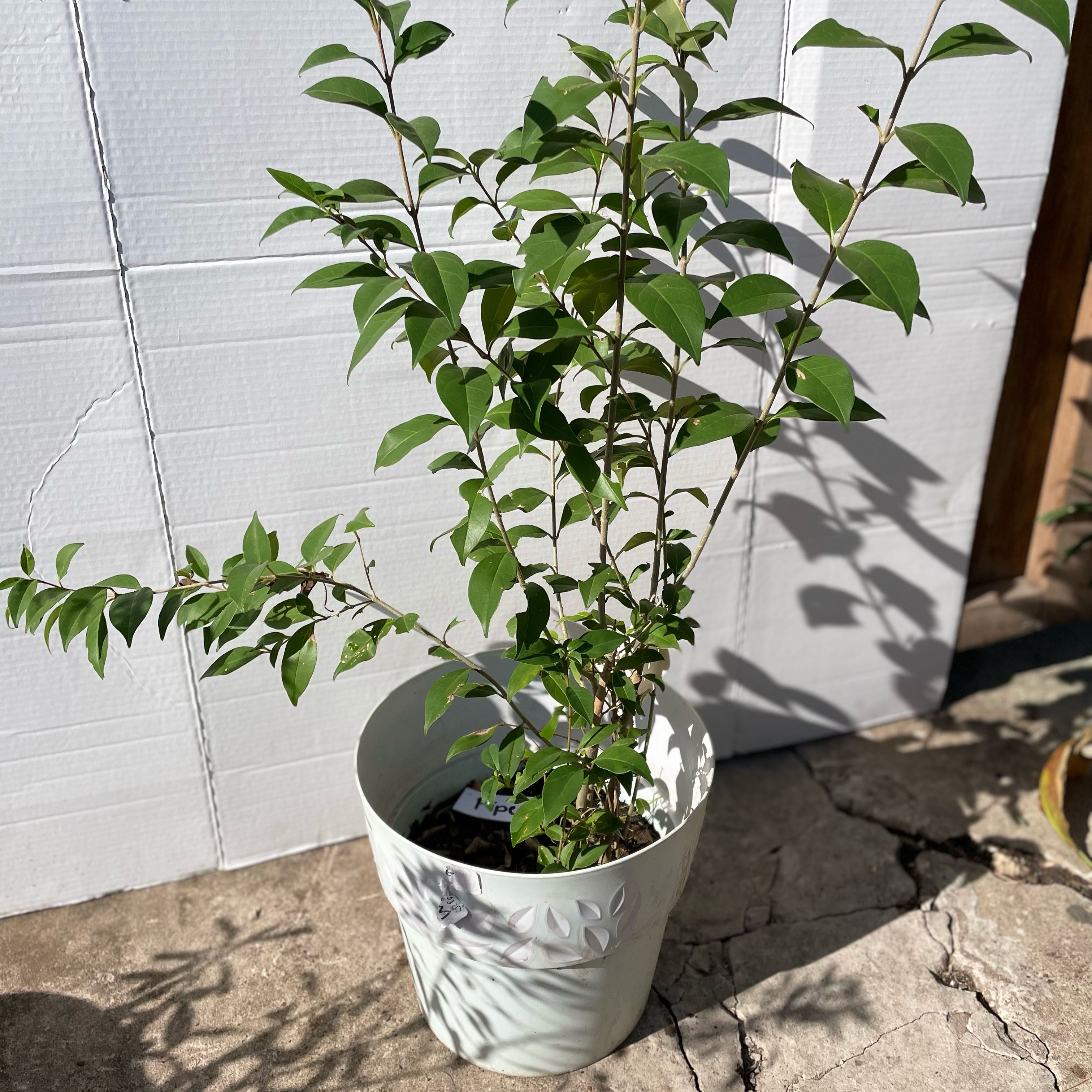 Photo of the plant species Japanese Privet by @UnafraidPetunia named Mollie on Greg, the plant care app