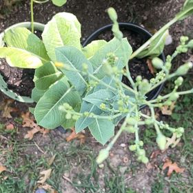 Photo of the plant species Bitter Lettuce by @BrainyStarsedge named Emerson on Greg, the plant care app