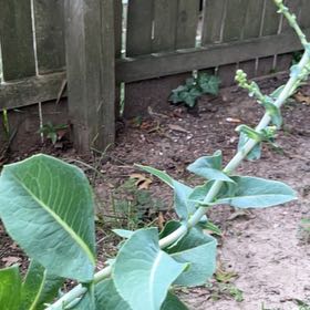 Photo of the plant species Bitter Lettuce by @BrainyStarsedge named Marley on Greg, the plant care app