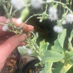 Photo of the plant species Bitter Lettuce by @BrainyStarsedge named Eva on Greg, the plant care app