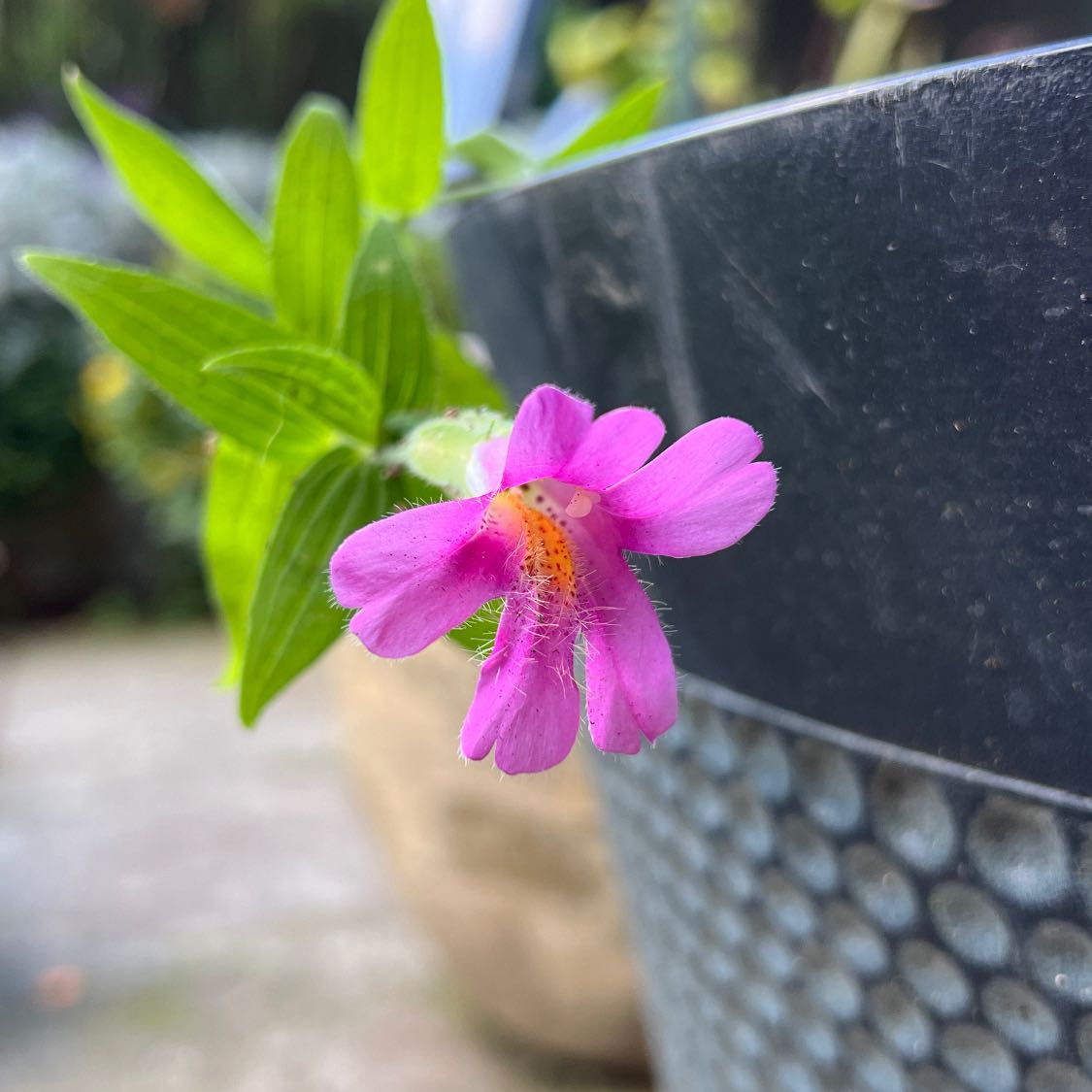 Plant care for Erythranthe maculosa on Greg, the plant care app