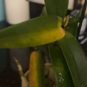 Photo of the plant species Dendrobium bracteosum by @CivilStonecrop named Daphne on Greg, the plant care app