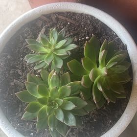 Photo of the plant species Echeveria Solar Flare by @PremierRosemoss named Lavender on Greg, the plant care app