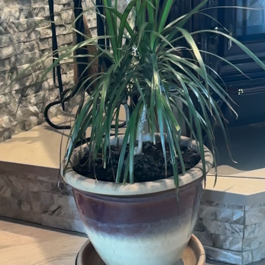 Photo of the plant species Dragon Tree by @Cereuscybin named Marley on Greg, the plant care app