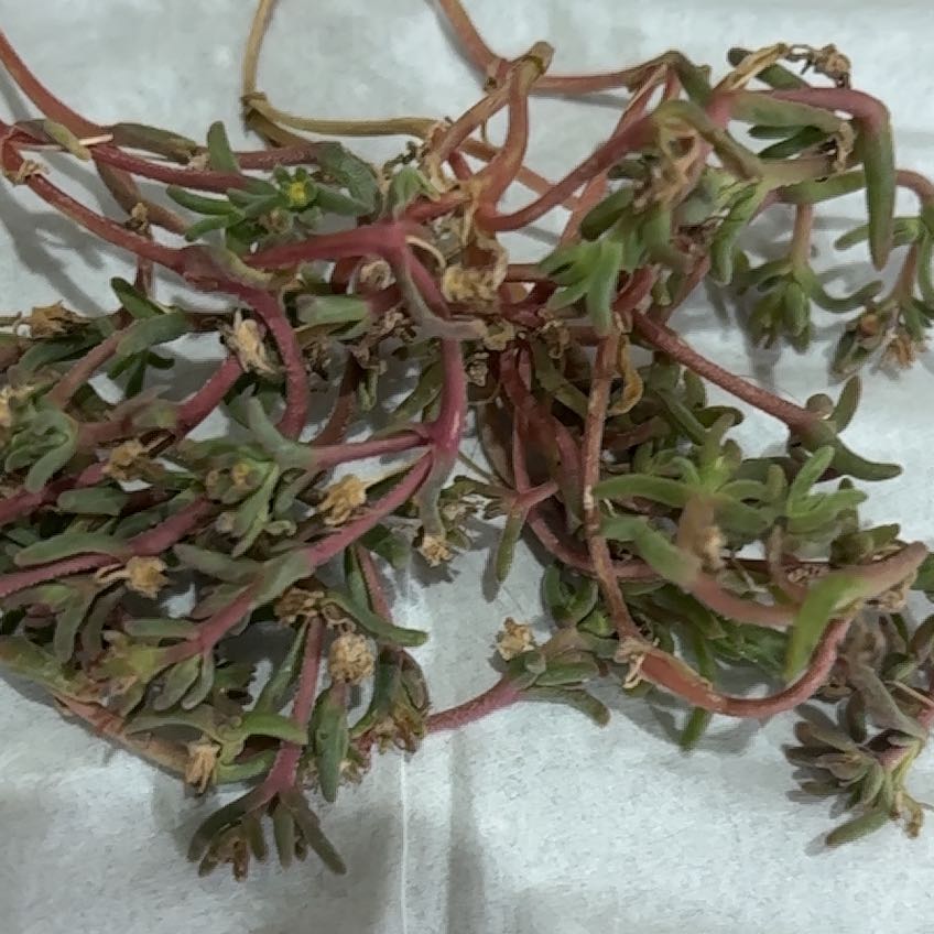 Photo of the plant species Ruschia pulvinaris by @Cereuscybin named Daphne on Greg, the plant care app