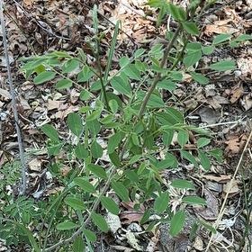 Photo of the plant species False Indigo by @Cereuscybin named Osmo on Greg, the plant care app
