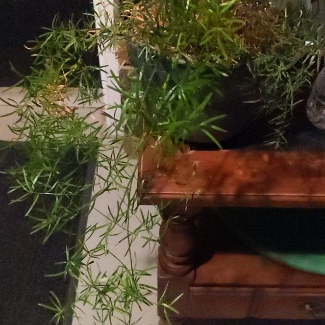 Photo of the plant species Fern by @NewBeachsuncup named Diana on Greg, the plant care app