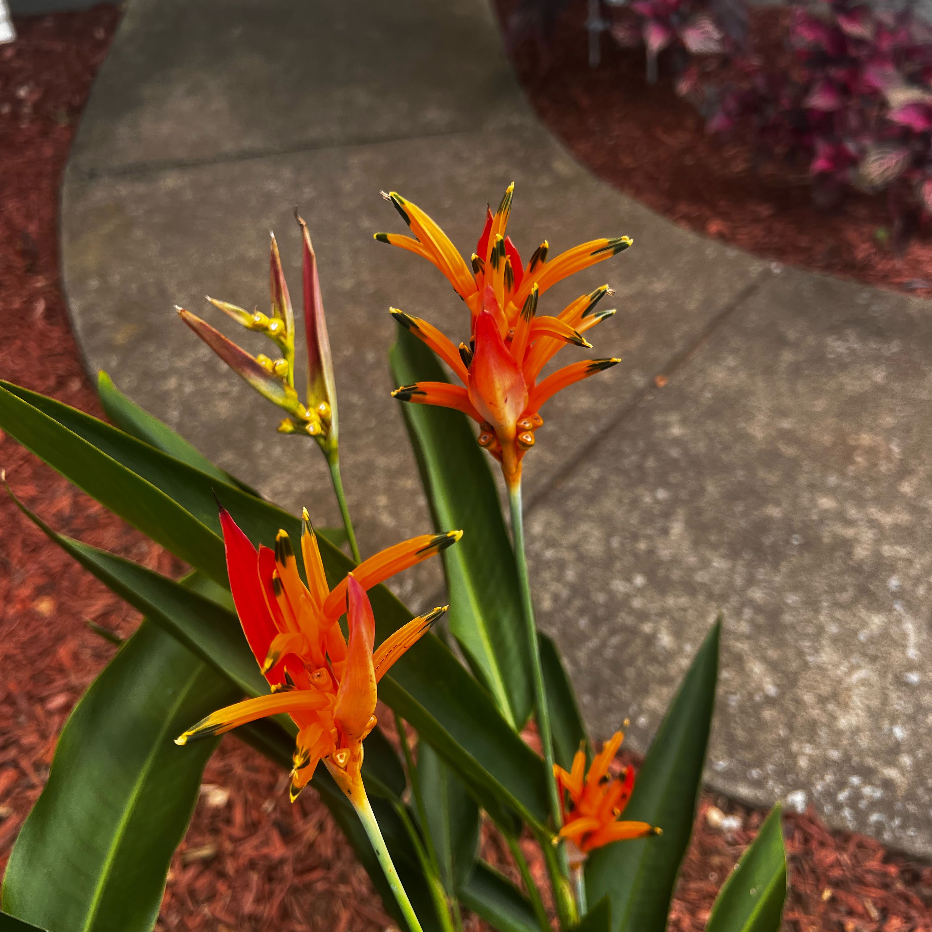 Photo of the plant species False Bird of Paradise 'Choconiana' by @Winterjasmine named ChloroPhil on Greg, the plant care app