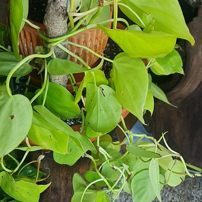 Photo of the plant species cordatum neon by @SassyPlovereggs named Keanu Leaves on Greg, the plant care app