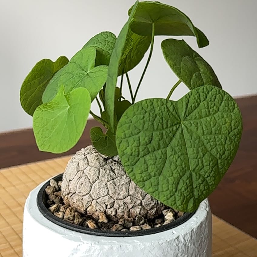 Photo of the plant species Stephania suberosa by @FabSubclover69 named Gaga on Greg, the plant care app