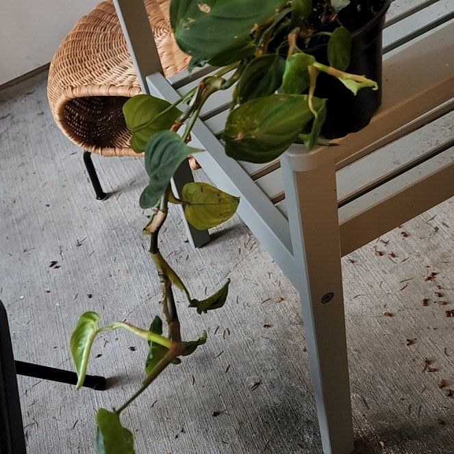 Photo of the plant species Philodendron nangaritense by @NeatAgavecactus named Forrest on Greg, the plant care app