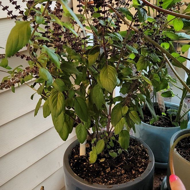 Photo of the plant species Magic Mountain Basil by @NeatAgavecactus named Scarlett on Greg, the plant care app