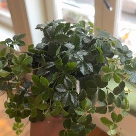 Photo of the plant species Cissus striata by @MeekBingcherry named Duke on Greg, the plant care app