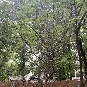 Photo of the plant species Chaste Tree by @RulerPoataniwha named Aria on Greg, the plant care app