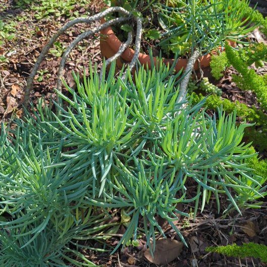 Photo of the plant species Canary Islands Candle Plant by @Miniaturerose named Tupot amaroot on Greg, the plant care app