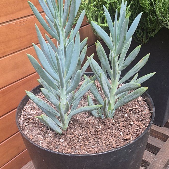 Photo of the plant species Skyscraper Senecio by @BlessedTarbush named Hemingway on Greg, the plant care app