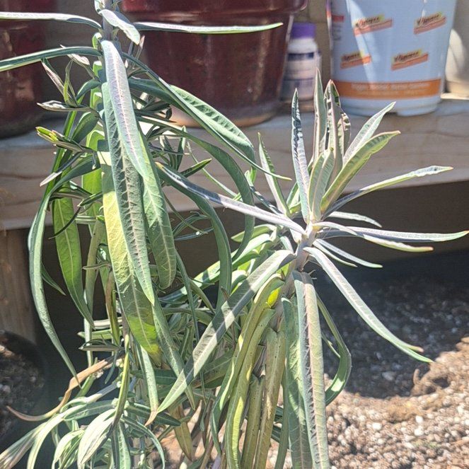 Photo of the plant species Caper Spurge by @BlessedTarbush named Gopher Purge on Greg, the plant care app